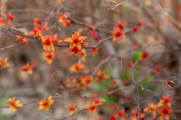 Background image of the first spring flowers on the tree