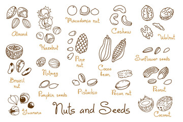 Set clipart hand-drawn nuts and seeds. Walnut, peanut and sunflower seeds. Almond, pistachio, cashew, hazelnut and macadamia. Illustration in line art style - 489144380