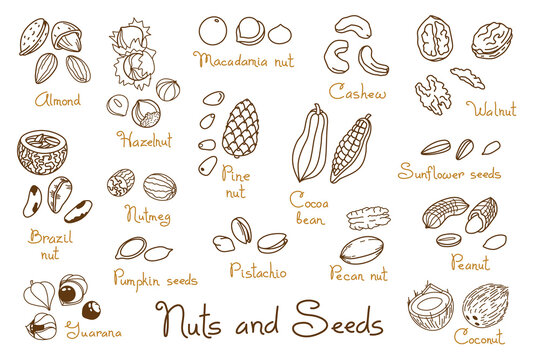 Set clipart hand-drawn nuts and seeds. Walnut, peanut and sunflower seeds. Almond, pistachio, cashew, hazelnut and macadamia. Illustration in line art style