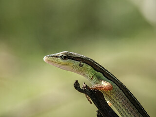 Takydromus sexlineatus, the Asian grass lizard, six-striped long-tailed grass lizard, or long-tailed grass lizard, is an arboreal, diurnal species of lizard. The tail length is usually over three time