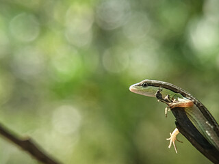 Takydromus sexlineatus, the Asian grass lizard, six-striped long-tailed grass lizard, or long-tailed grass lizard, is an arboreal, diurnal species of lizard. The tail length is usually over three time