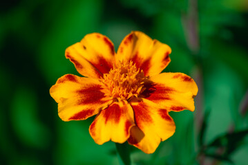 Yellow beautiful flower on a green background.