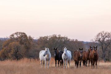 Mustangs Sanctuary 