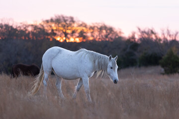 Obraz na płótnie Canvas Mustangs Sanctuary 