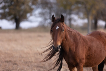 Obraz premium Mustangs Sanctuary 