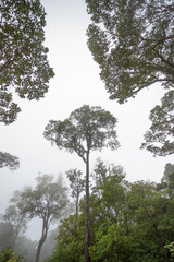 Tropical forest trees and fog