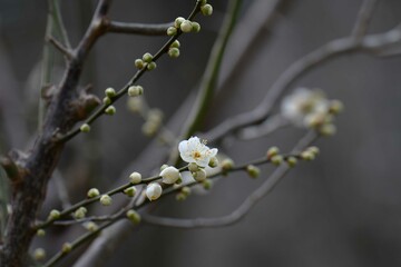梅の花（月影）
