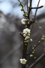 梅の花（月影）