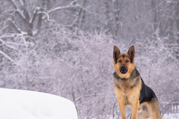 A dog, a shepherd guards the site in winter.