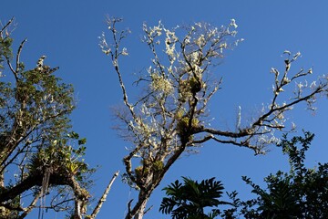 Landscape in the Aripo Mountains. Trinidad and Tobago.