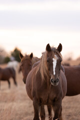 Mustangs Sanctuary 