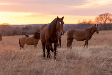 Küchenrückwand glas motiv Pferde Mustangs Schutzgebiet