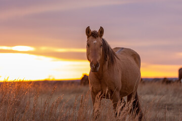 Mustangs Sanctuary 