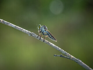 The Asilidae are the robber fly family, also called assassin flies. They are powerfully built,...