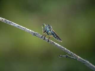 The Asilidae are the robber fly family, also called assassin flies. They are powerfully built, bristly flies with a short, stout proboscis enclosing the sharp, sucking hypopharynx.[1][2] The name 