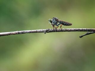 The Asilidae are the robber fly family, also called assassin flies. They are powerfully built, bristly flies with a short, stout proboscis enclosing the sharp, sucking hypopharynx.[1][2] The name "rob