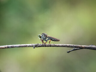 The Asilidae are the robber fly family, also called assassin flies. They are powerfully built, bristly flies with a short, stout proboscis enclosing the sharp, sucking hypopharynx.[1][2] The name "rob