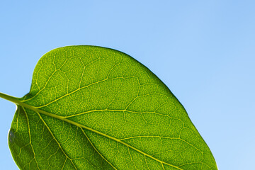 Green leaves against the sky with space for text (copy space).