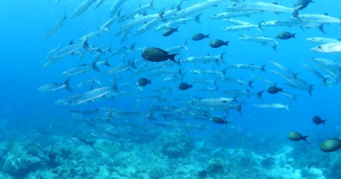 barracudas underwater schooling and swim other small fish schools scuba divers to see