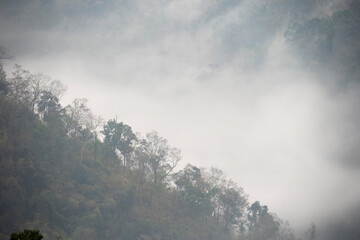 Misty landscape with forest on the mountain