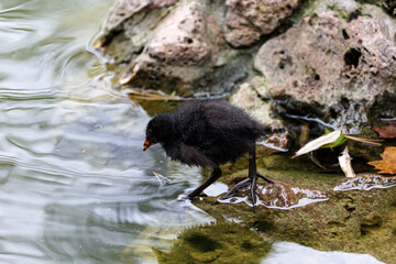 Young bird in a lake