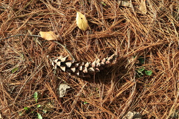 Pine needles. Green branches. Abstract background. Macro.