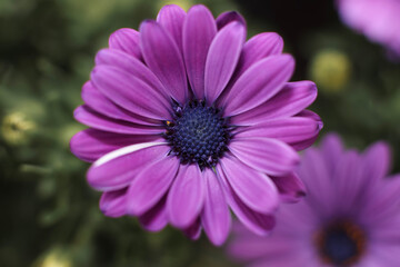 Obraz premium A lavender Cape Marguerite daisy ; frontal view ; close up 