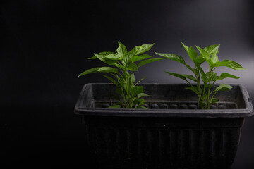 chilli  Plant growth on the soil