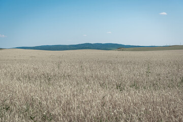 A bright field with wheat, mountains are visible in the distance.
