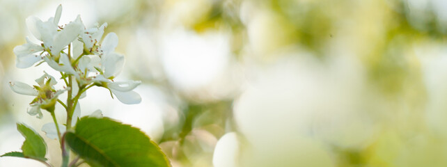 Beautiful white irga flowers on blurred light background. Spring floral background with copy space.