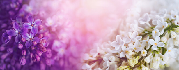 Fototapeta białe i fioletowe bzy w słońcu obraz