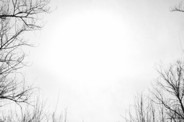 A black and white abstract photo with scary dark branches against a clear bright sky