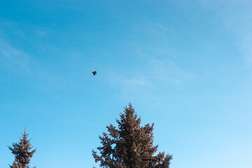 A bird flying agaist clear blue cloudless sky with pines in the foreground. Low angle
