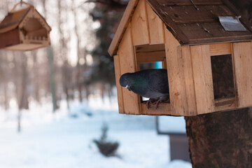 Obraz na płótnie Canvas A pigeon is peeking out of the birdhouse in a funny way. Light background with pine trees above