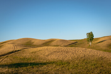 Fototapeta na wymiar Yellow hills and green tree. Beautiful landscape.