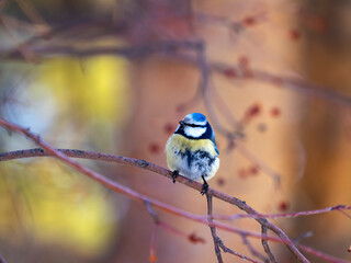 Photo of an Eurasian blue tit in natural habitat.