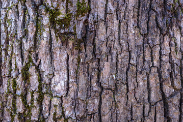 Tree bark texture. Oak wood background. Old Trunk pattern. Rough wooden skin closeup