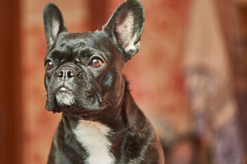 Close-up view of adorable black french bulldog lying on bed with brown background