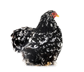 Pekin Bantam in studio