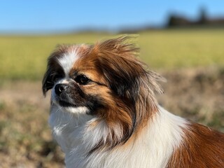 Kleiner Hund im Seitenprofil bei Wind. Die Haare wehen im Wind und sie blickt auf die Wiese.