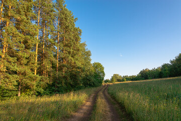 The road through the green forest and glades. Summer, landscape.