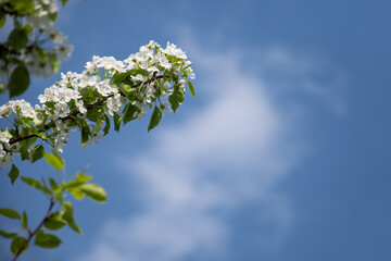 Fluffy blooming apple or pear twig against the blue sky on a clear spring day: a place for text, a natural spring frame