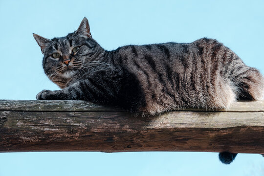 Gatto grigio prende il sole in bilico su una staccionata in legno