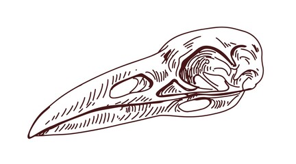 Birds head skull. Ravens skeleton. Vintage anatomy drawing of animal bone. Outlined engraved creepy dead crows face with beak drawn in retro style. Vector illustration isolated on white background