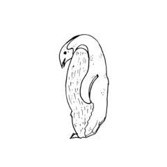 Image of a penguin in black and white