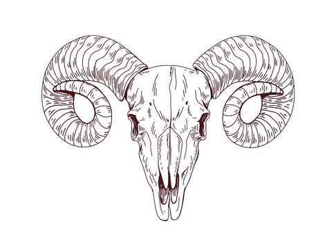 Ram Skull Drawing Images – Browse 1,229 Stock Photos, Vectors, and Video |  Adobe Stock