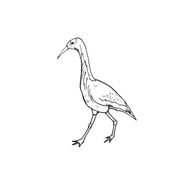 Image of a crane in black and white