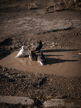 pigeons of alchevsk are preparing for evacuation