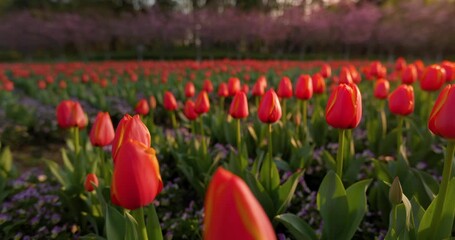 Tulip flowers blooming in the garden