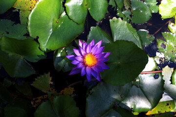 Blooming water lily with green leaves on the water. Lilac water lily on the water.